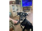 Adopt Tad a Black - with Brown, Red, Golden, Orange or Chestnut Border Collie