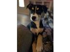 Adopt Gavin a Black - with Brown, Red, Golden, Orange or Chestnut Border Collie