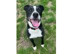 Adopt Brecken a Hound (Unknown Type) / Pit Bull Terrier dog in mishawaka