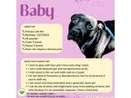 Adopt Baby a Black Labrador Retriever dog in Gilbertsville, PA (41485133)