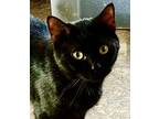 Adopt Taz a All Black Domestic Shorthair / Mixed (short coat) cat in Franklin