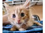 Adopt Sunflower (Sunny)!???? a Orange or Red Tabby Maine Coon (long coat) cat in