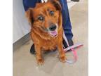 Adopt Celosia a Red/Golden/Orange/Chestnut Golden Retriever dog in Sylmar