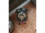 Adopt Wendy a Black Schnauzer (Miniature) dog in New York, NY (41485027)