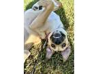 Adopt Honey a Tan/Yellow/Fawn Carolina Dog / Mixed dog in Coldwater