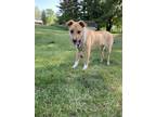 Adopt Echo a Tan/Yellow/Fawn - with White Carolina Dog / Mixed dog in Coldwater