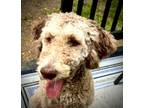 Adopt Martha a Brown/Chocolate Standard Poodle / Australian Shepherd dog in