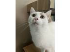 Adopt TAYLOR SWIFT a Orange or Red (Mostly) Domestic Shorthair (short coat) cat
