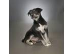 Adopt Tibby a Black - with Gray or Silver Shepherd (Unknown Type) / Husky dog in