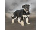 Adopt Carmen a Black - with Tan, Yellow or Fawn Shepherd (Unknown Type) / Husky