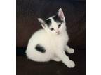 Adopt Rebecca a Spotted Tabby/Leopard Spotted Domestic Shorthair / Mixed cat in