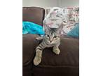 Adopt Gabriella a Spotted Tabby/Leopard Spotted American Shorthair / Mixed cat