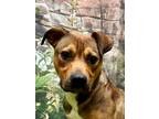 Adopt Clinger a Brown/Chocolate Shepherd (Unknown Type) / Black Mouth Cur dog in