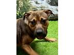 Adopt Ciara a Brown/Chocolate - with Black Boxer / Hound (Unknown Type) dog in