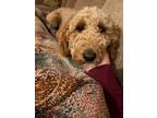 Adopt Tracy a Goldendoodle / Miniature Poodle dog in East Greenville