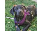 Adopt Puppy #10 a Black - with White Border Collie / Labrador Retriever dog in