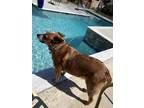 Adopt Gus a Red/Golden/Orange/Chestnut Australian Cattle Dog / Mixed dog in