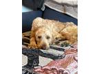 Adopt Onion a Tan/Yellow/Fawn Irish Setter / Labradoodle dog in New York
