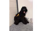 Adopt Potato a Black Irish Setter / Labradoodle dog in New York, NY (41531966)