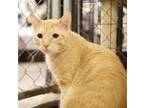 Adopt Chase (BONDED PAIR) a Orange or Red Tabby Domestic Shorthair / Mixed