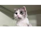 Adopt Oreo (BONDED PAIR) a White (Mostly) Domestic Longhair (long coat) cat in