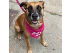 Adopt Kannoa a Mixed Breed (Medium) dog in Whitestone, NY (41494796)