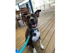 Adopt Pip a Brindle - with White Dutch Shepherd / Boxer dog in Waterbury