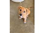 Adopt Brad a Brown/Chocolate - with White Dachshund / Mixed Breed (Medium) dog