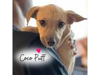 Adopt Coco Puff a Tan/Yellow/Fawn Beagle / Mixed Breed (Medium) dog in Saugus
