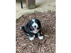 Adopt Iris a Black - with White Cocker Spaniel / Husky dog in Milton