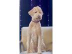 Adopt Parker a White Standard Poodle / Mixed dog in Milton, GA (41551144)