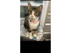 Adopt Mitzi a Spotted Tabby/Leopard Spotted Domestic Shorthair cat in Cedartown