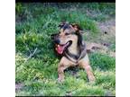Adopt Dodger a Black - with Brown, Red, Golden, Orange or Chestnut Labrador