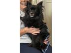 Adopt Honey a Black Pomeranian dog in Cedartown, GA (41530797)