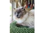Adopt 3038 Zalie a Domestic Longhair / Mixed (long coat) cat in Hartwell