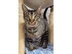 Adopt 6362 Nyla a Spotted Tabby/Leopard Spotted Domestic Shorthair (short coat)