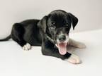 Adopt Mousse a Black - with White Catahoula Leopard Dog / Mixed Breed (Medium)