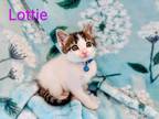 Adopt Lottie a Spotted Tabby/Leopard Spotted Domestic Shorthair (short coat) cat