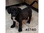 Adopt ASTRO a Black - with White Dachshund / Corgi dog in Mesa, AZ (41530778)