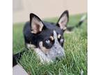 Adopt Ariel a Husky / Blue Heeler dog in La Crosse, WI (41551077)