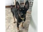 Adopt Aurora a Husky / Blue Heeler dog in La Crosse, WI (41551075)