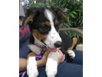 Adopt Remi a Black - with White German Shepherd Dog / Border Collie dog in La