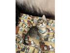 Adopt Elvis a Spotted Tabby/Leopard Spotted Domestic Shorthair / Mixed cat in St