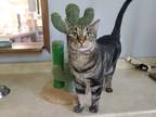Adopt Echo aka Clancy a Black & White or Tuxedo American Shorthair cat in
