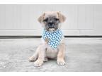 Adopt Hans a Tan/Yellow/Fawn - with Black Shih Tzu / Pug dog in Frisco