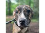 Adopt Tilly Boo a Brindle Labrador Retriever / Mixed Breed (Medium) dog in