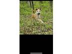 Adopt Whistle a White Labrador Retriever / Shepherd (Unknown Type) dog in
