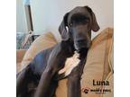 Adopt Luna (Courtesy Post) a Gray/Silver/Salt & Pepper - with Black Great Dane /