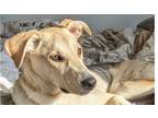 Adopt SELVA (Local) yo a Mixed Breed (Medium) / Mixed dog in Langley