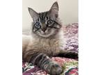 Adopt Moola a White (Mostly) Siamese (long coat) cat in Palatine, IL (41530426)